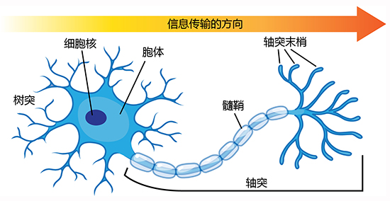 https://askabiologist.asu.edu/chinese-simplified/%E7%A5%9E%E7%BB%8F%E5%85%83%E7%9A%84%E8%A7%A3%E5%89%96%E5%AD%A6